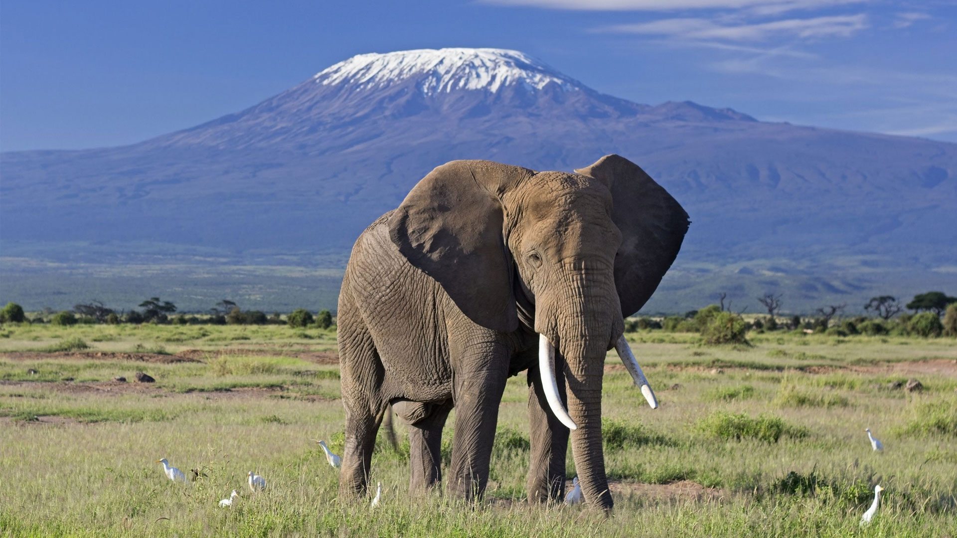 10 best things to do in Amboseli national park on Kenya safari